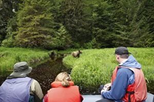 Images Dated 31st May 2008: Grizzly Bear - at water's edge being watched by