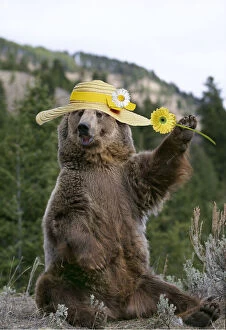 Images Dated 31st March 2020: GRIZZLY BEAR, wearing Easter bonnet holding flower