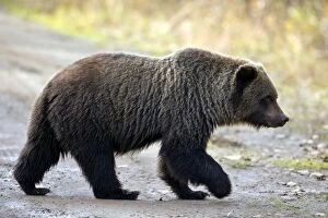 Grizzly Bear - young adult crossing forest road