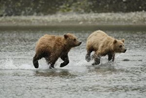 Grizzly Bear - young running in water