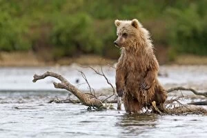 Grizzly Bear - young Salmon fishing in the river