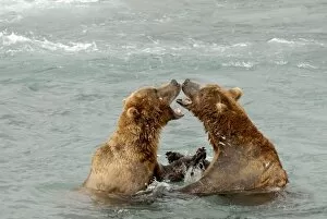 Grizzly Bears - fighting in river