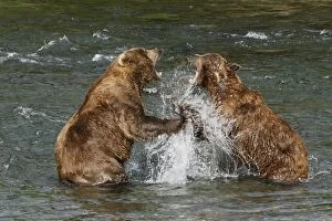 Images Dated 23rd July 2006: Grizzly Bears - Fighting in river