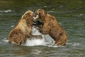Images Dated 23rd July 2006: Grizzly Bears - Fighting in river