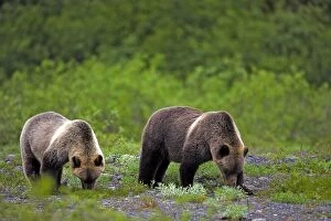 Grizzly Bears - mother and yearling cub feeding on grass