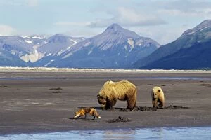Grizzly Bears - Sow with yearling cub -digging razor clams on beach facing Shelikof Strait in Katmai National Park