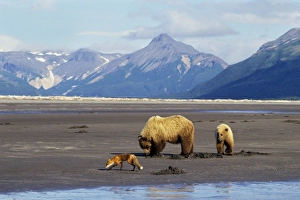 Grizzly Bears - Sow with yearling cub -digging razor clams on beach facing Shelikof Strait in Katmai National Park Grizzly Bears - Sow with yearling cub -digging razor clams on beach facing Shelikof Strait in Katmai National Park