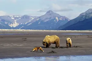 Clam Prints: Grizzly Bears - Sow with yearling cub -digging razor clams on beach facing Shelikof Strait in Katmai National Park
