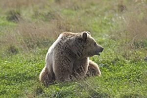 Images Dated 2nd October 2004: Grizzly Brown Bear