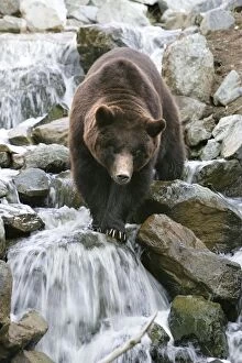 Grizzly Brown Bear - crossing stream