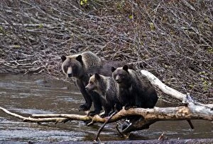 Images Dated 10th October 2007: Grizzly mother - with 9 month old twin cubs walking log