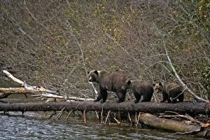 Grizzly mother - with twin cubs walking log