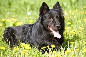 Groenendael / Belgian Shepherd Dog