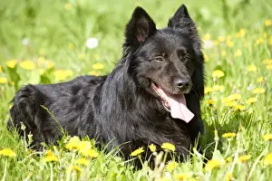 Shepherd Dog Prints: Groenendael / Belgian Shepherd Dog. Also known as Chien de Berger Belge