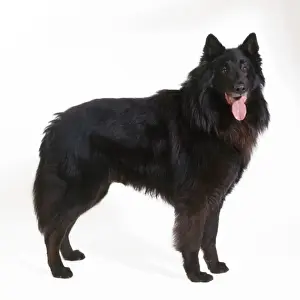 Groenendael Dog