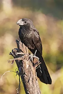 Groove-billed Ani. Member of the cuckoo family. Nayarit Mexico in March