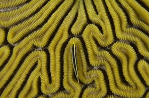 Images Dated 11th November 2011: Grooved Brain Coral (Diploria labyrinthiformis)