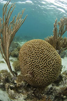 Images Dated 25th July 2011: Grooved Brain Coral (Diploria labyrinthiformis)