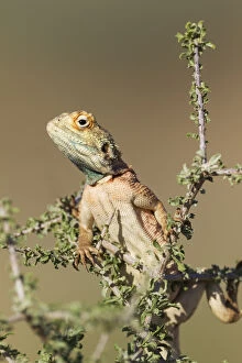 Agamas Gallery: Ground Agama - breeding males develop the blue throat