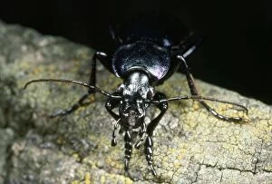 Images Dated 2nd October 2012: Ground Beetle - face view - UK