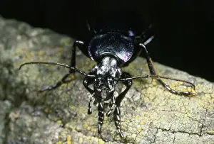 Pincers Prints: Ground Beetle - face view - UK