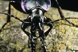 Ground Beetle - face view - UK