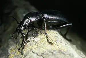 Ground Beetle - lateral view - UK