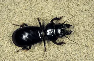 Kara Kum Prints: Ground Beetle - sand dunes of Central Karakum desert - Turkmenistan - Spring - April Tm31