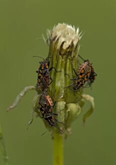 Ground BUGS, mating; on dandelion seed head