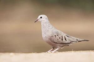 Ground Dove