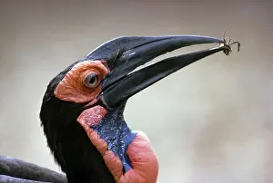 Hornbills Prints: Ground Hornbill