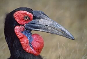 Images Dated 25th February 2008: Ground Hornbill - female Kruger National Park, Transvaal, South Africa