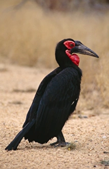 Images Dated 8th December 2004: Ground Hornbill Kruger National Park Transvaal, South Africa