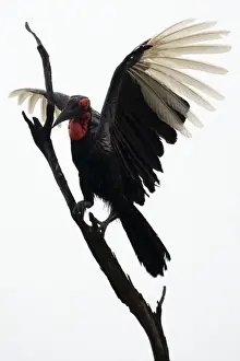 Ground Hornbill - Landing on tree - Moremi - Okavango Delta - Savuti - Botswana - Africa