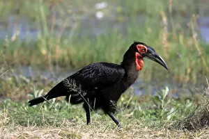 Ground Hornbill - Okavango - Botswana