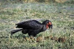 Ground Hornbill - Okavango - Botswana