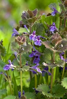 Images Dated 6th May 2011: Ground-ivy - in flower - spring