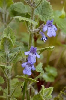 Images Dated 10th May 2006: Ground ivy, Glechoma hederacea. Yorks