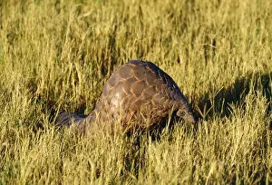 Ground Pangolin Botswana, Africa