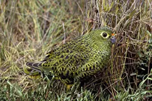 Ground Parrot