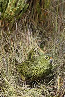 Images Dated 21st March 2007: Ground Parrot
