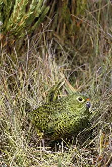 Ground Parrot