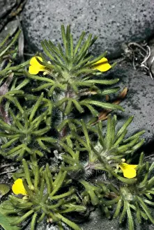 Ground Pine