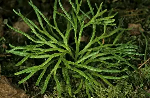 Taiga Prints: Ground Pine / Club-moss typical plant on taiga-forest floor near river Bolshoi Ugan