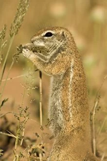 Images Dated 11th May 2008: Ground Squirrel-Close up portrait-feeding on grass seeds Kalahari Desert-Kgalagadi National