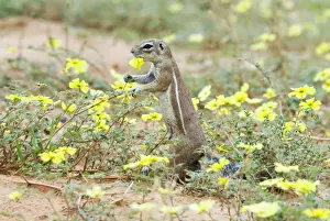 Sciuridae Prints: Ground Squirrel feeding on dubbeltjie flowers