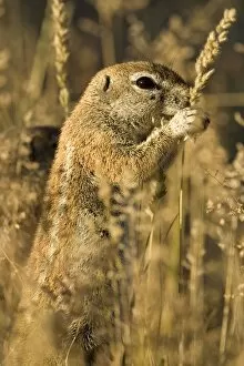 Images Dated 11th May 2008: Ground Squirrel - Feeding on golden grass seeds
