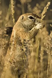 Ground Squirrel-Feeding on golden grass seeds Kalahari Desert-Kgalagadi National Park-South Africa