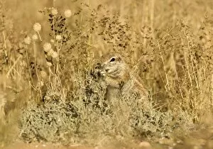 Images Dated 11th May 2008: Ground Squirrel-feeding on grass seeds in thick undergrowth Kalahari Desert-Kgalagadi National