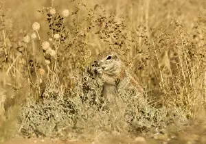 Ground Squirrel-feeding on grass seeds in thick undergrowth Kalahari Desert-Kgalagadi National Park-South Africa